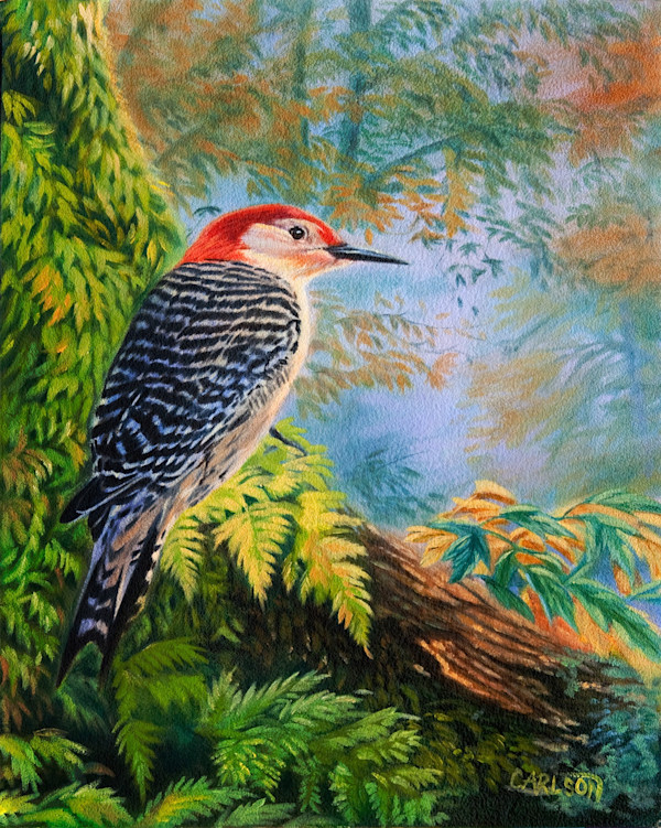 Red bellied woodpecker by cory Carlson