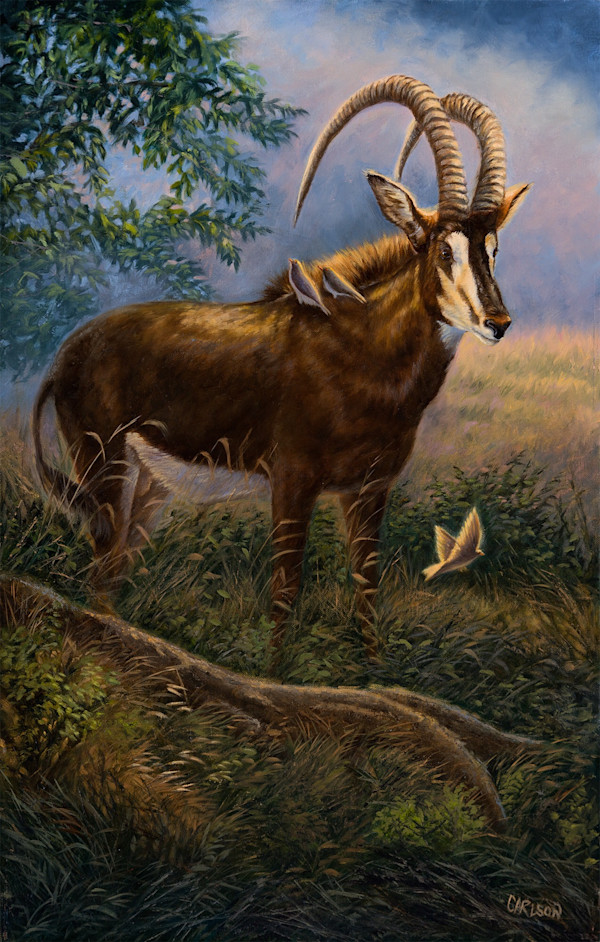 Majestic Sable by cory Carlson