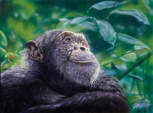 Mahale by cory Carlson