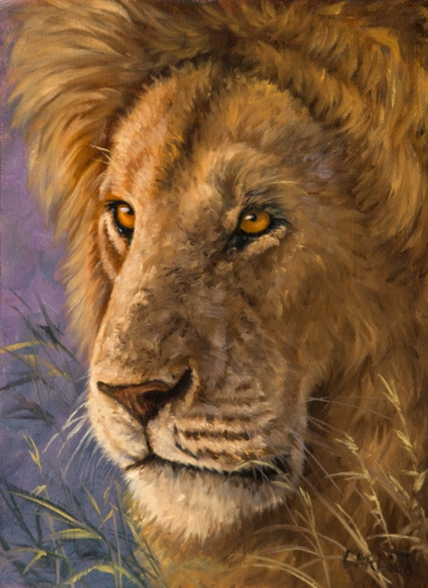 Lion portrait II by cory Carlson