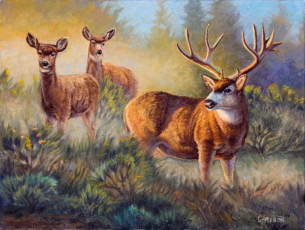 Morning Mist by cory Carlson