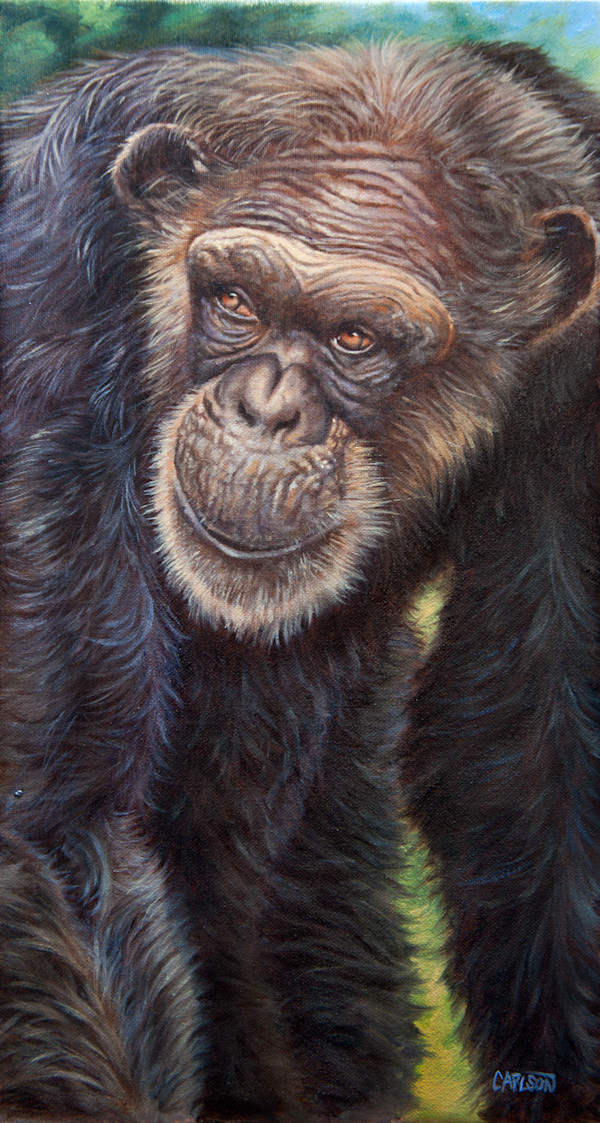 Chimpanzee "Rita"