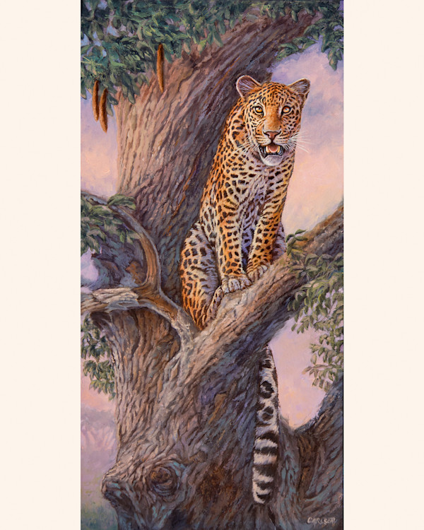 The Lookout by cory Carlson