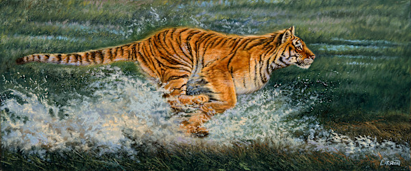 In Pursuit II tiger by cory Carlson
