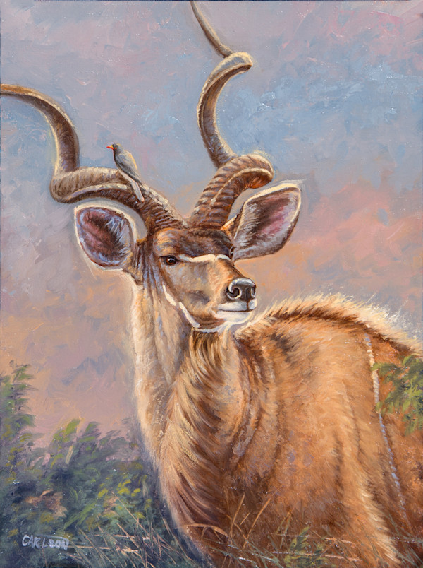 Majestic Kudu by cory Carlson
