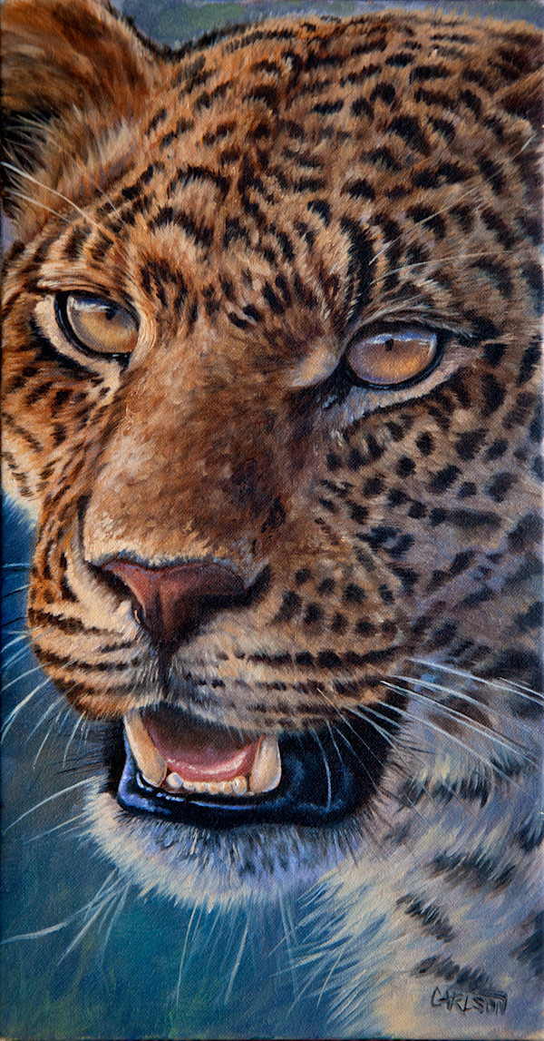 African Leopard