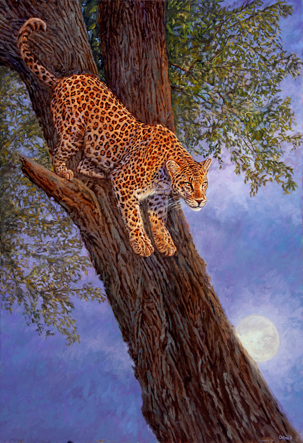 Leopard Moon by cory Carlson