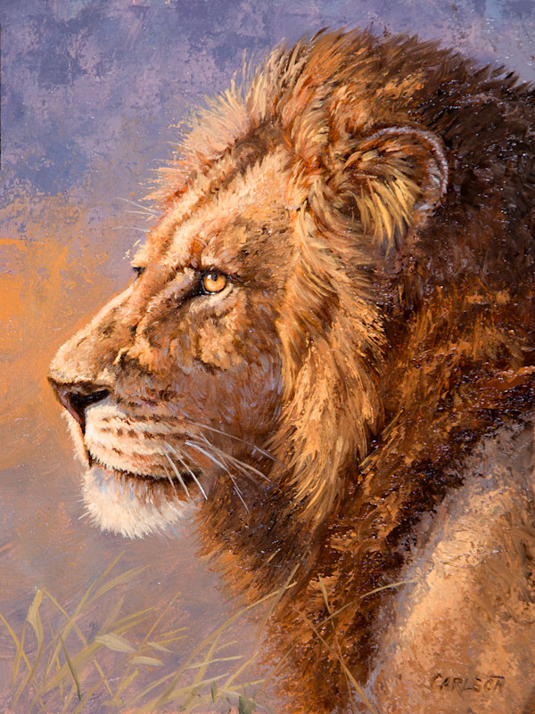 African Lion by cory Carlson
