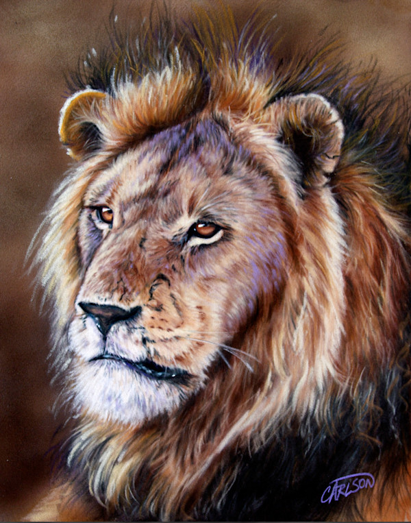 Black maned lion by cory Carlson