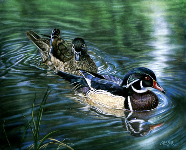 Wood Ducks by cory Carlson