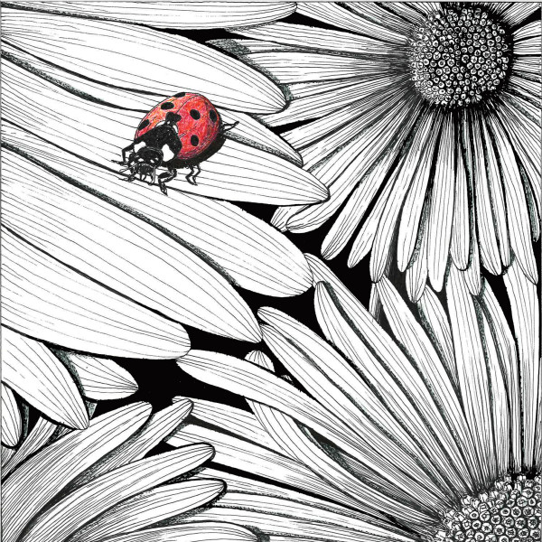 Ladybug on Gerbera Daisy