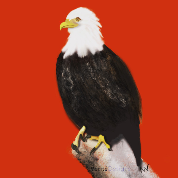 Bald Eagle by Margo Thomas
