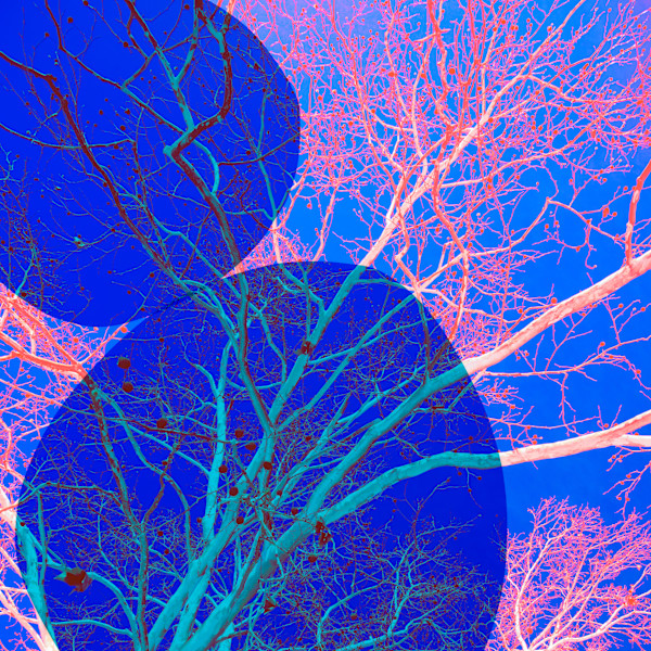 Neon Whispers by Bogdan Mihai, Image 1.