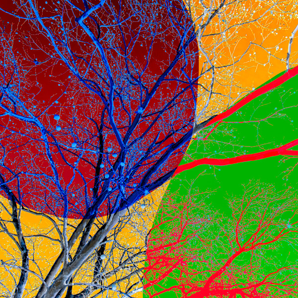 Vibrant Disarray by Bogdan Mihai, Image 2.