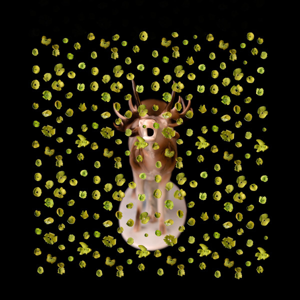 The Stag 1/15 by Bogdan Mihai