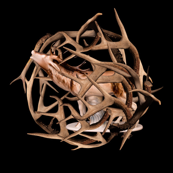 Antlers 1/15