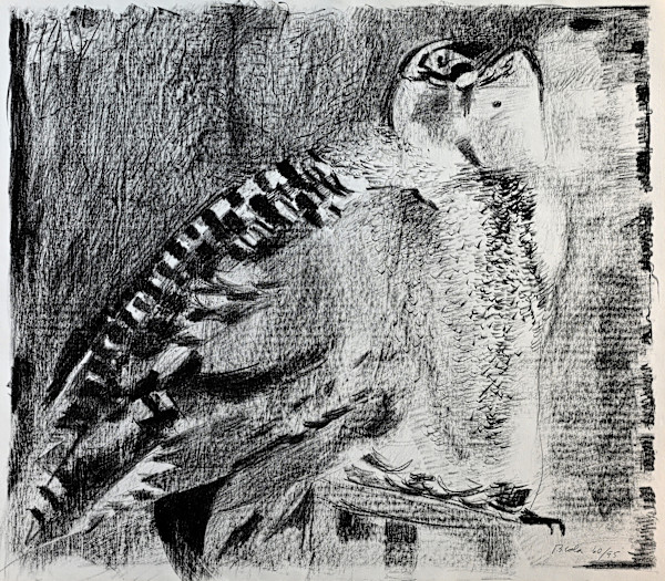 Owl by Janice Biala