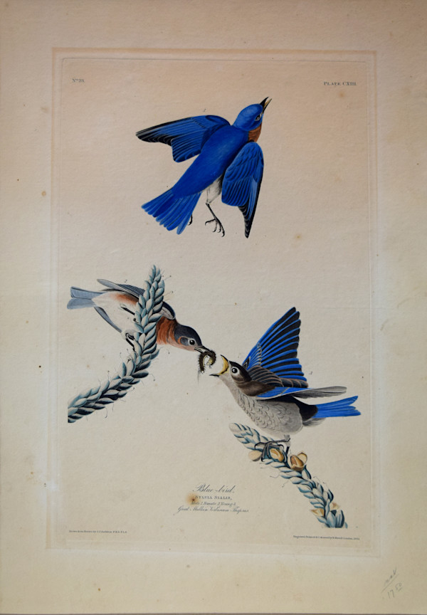 Blue-birds by John Audubon, Image 2.