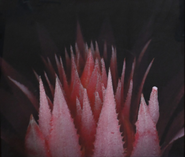 Untitled (Botanical) by Dondero Mary, Image 1.
