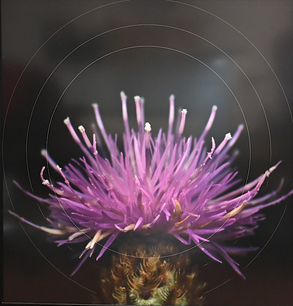 (4) Untitled by Dondero Mary, Image 1.