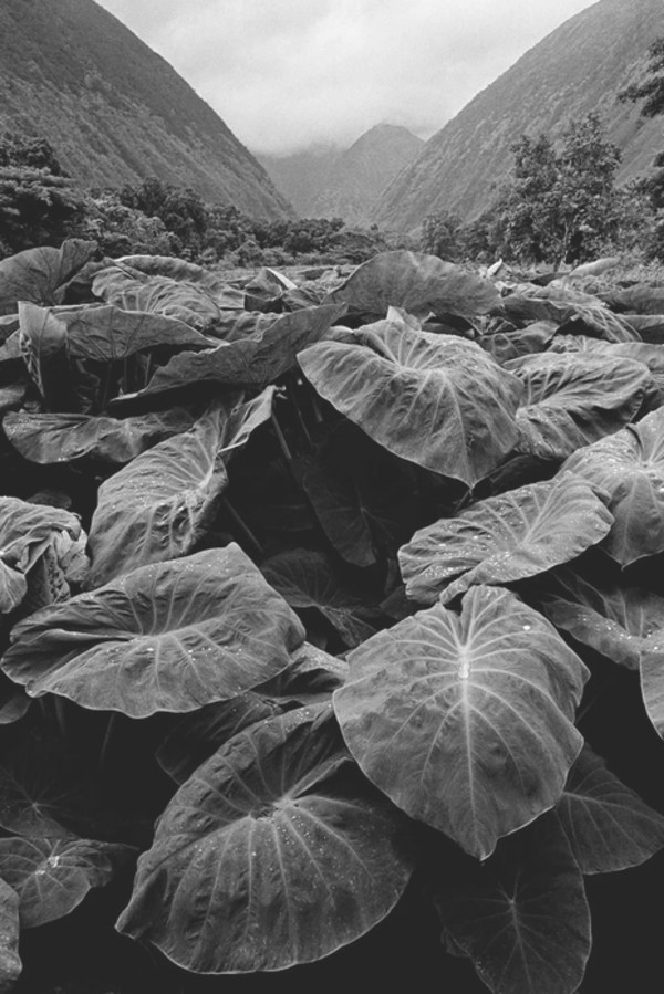 Waipia Valley 1974 by Frank Salmoiraghi