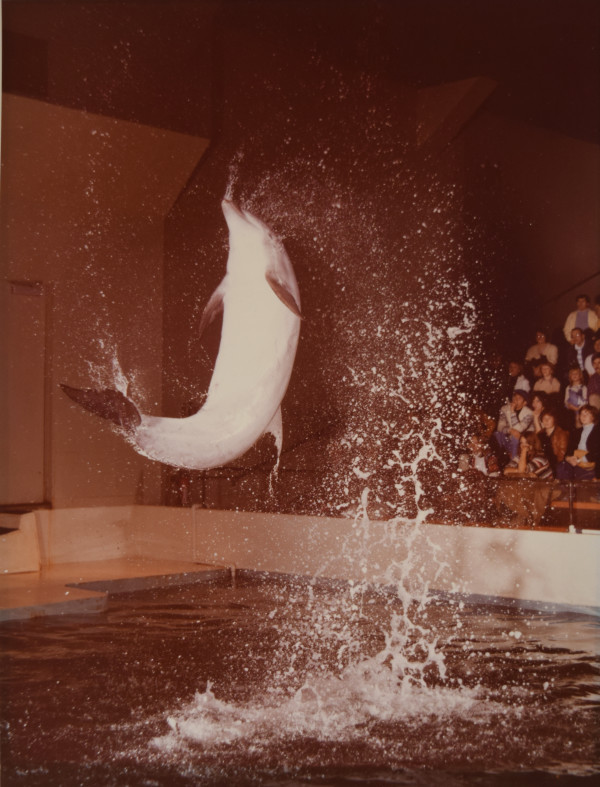 Dolphin by Harold Edgerton