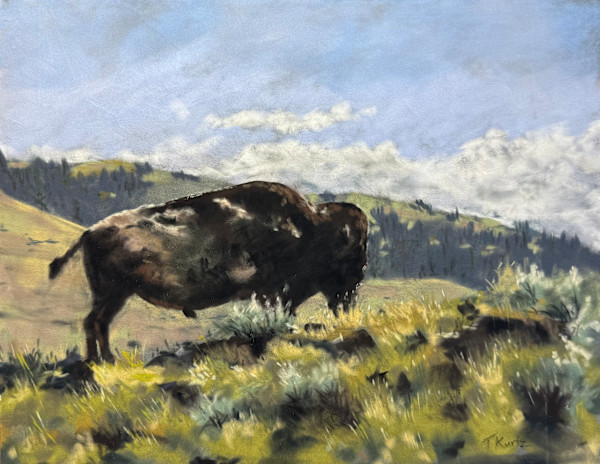 Bison Study by T Kurtz