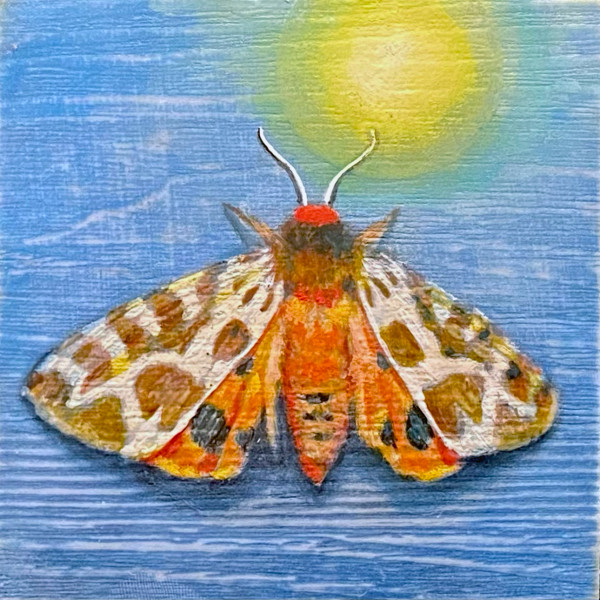 Moth 03 by Stacey B. Street