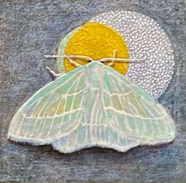 Moth 12