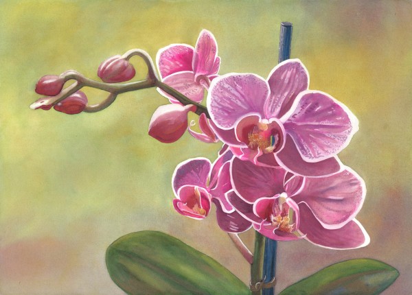 Luminescent Pink Orchid by Michele Tabor Kimbrough