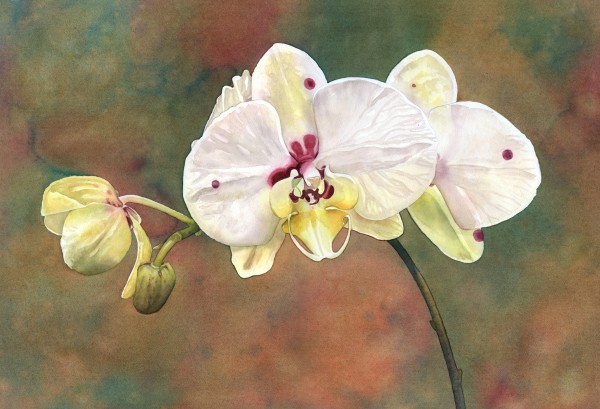 Purple Spotted White Orchid by Michele Tabor Kimbrough