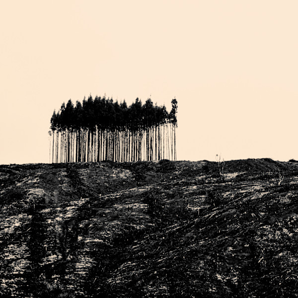 Clear Fell - Southland