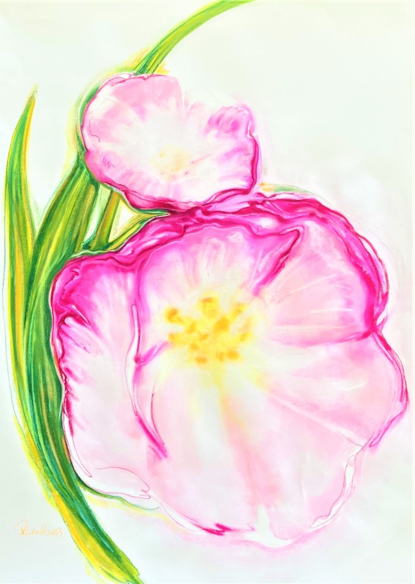 Tulip in Pink