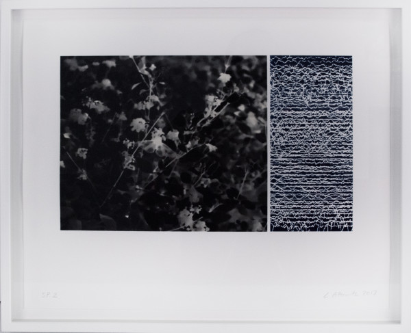 Diptych #1, (Small Miracles)  from the project THERMAL by Linda Alterwitz
