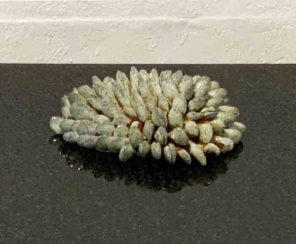 Grey Mussel Formation by Clare Wilkening
