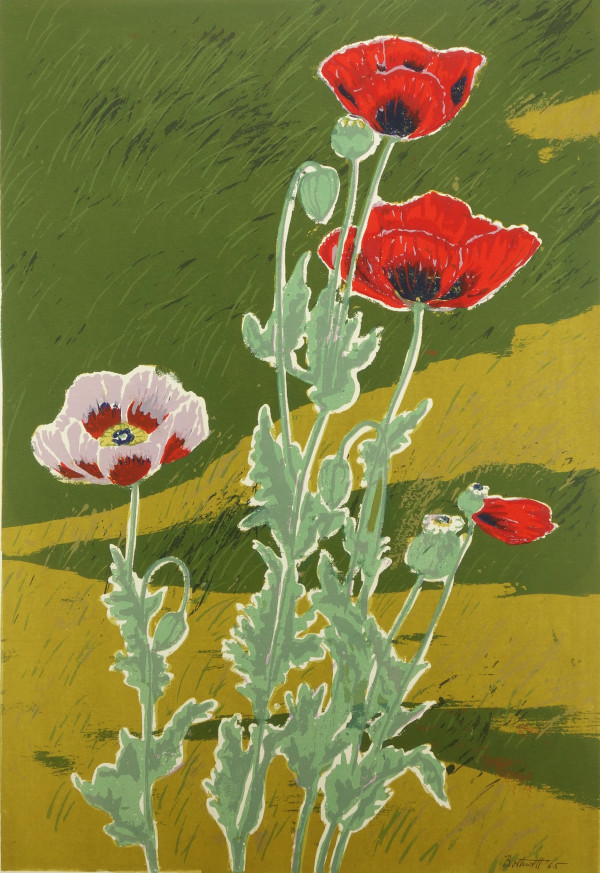 Oriental Poppies  11/24 by Dorr Bothwell