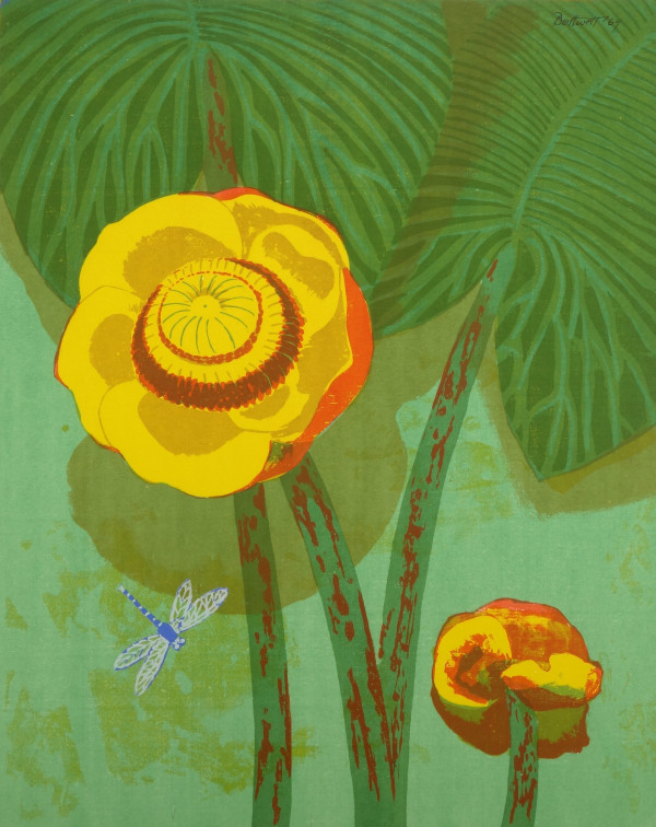 Mendocino Pond Lily   27/30 by Dorr Bothwell