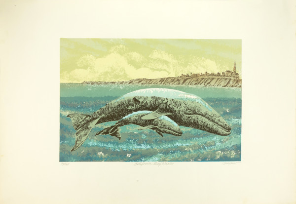 California Gray Whales    no. 30/165 by J.D. Mayhew