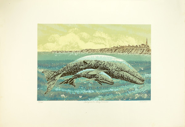 California Gray Whales  30/165 by J.D. Mayhew