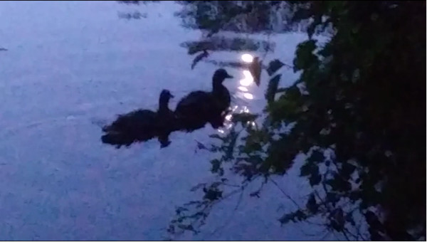 Ducks on Lake in Moonlight