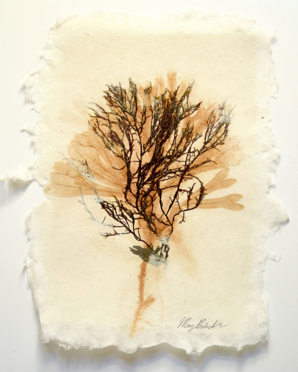 Sea of Secret Colors #5: Stringy Acid Kelp (Desmarestia viridis) by May Babcock