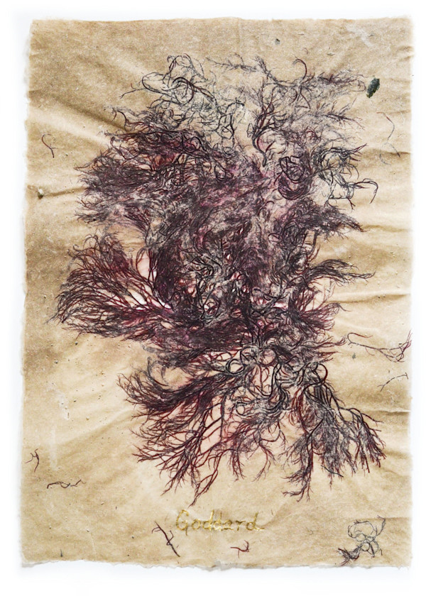Rhode Island Herbarium: Goddard #6 by May Babcock, Image 1.