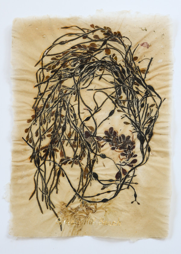 [FRAMED] Rhode Island Herbarium: Green Hill Beach #1 by May Babcock