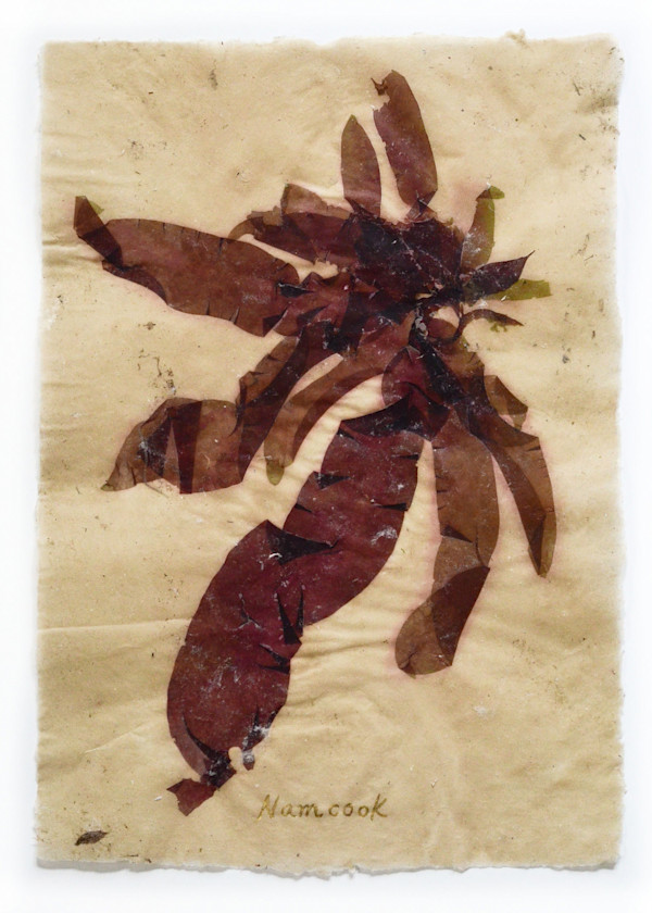Rhode Island Herbarium: Namcook (Rome Point) #2 by May Babcock, Image 1.
