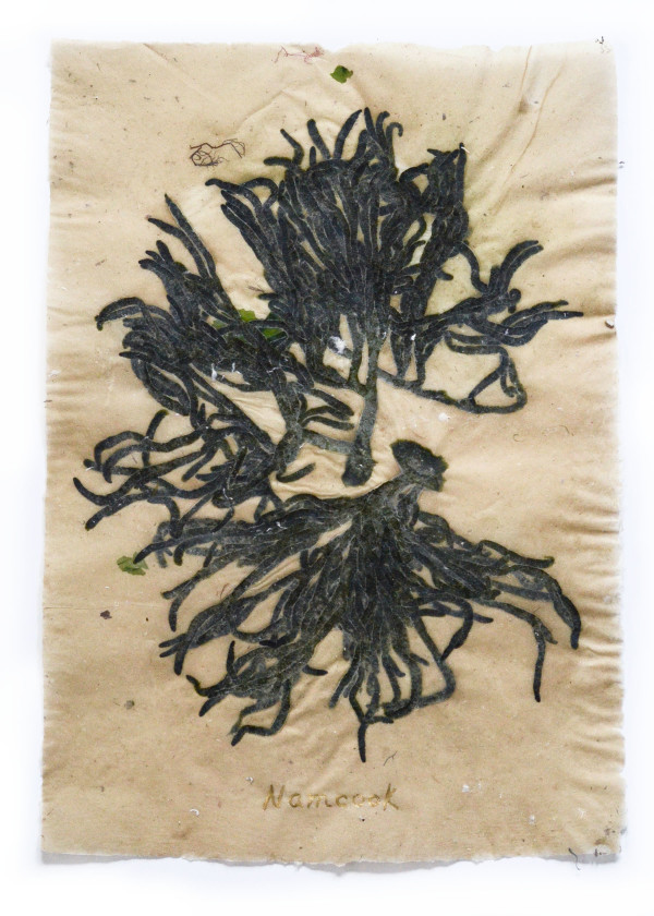 [FRAMED] Rhode Island Herbarium: Namcook (Rome Point) #5 by May Babcock, Image 1.