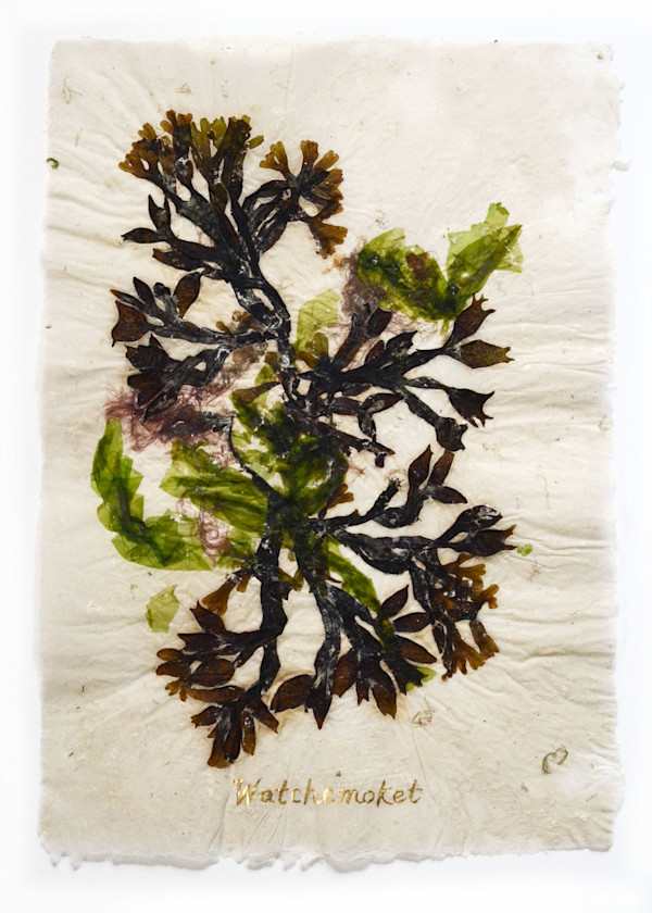 Rhode Island Herbarium: Watchemoket #1 by May Babcock, Image 1.