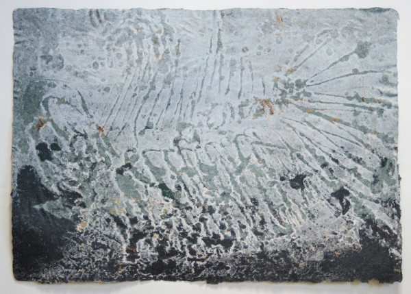Pycnodus platessus, 40 million years by May Babcock, Image 1.