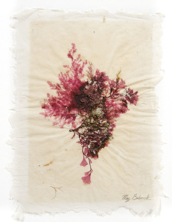 Macroalgae: Moonstone Beach #20 by May Babcock, Image 4.