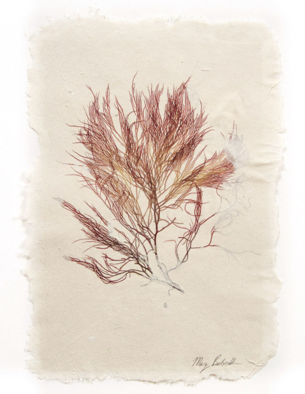 Macroalgae: Rome Point #3, Red Seaweed  (Gracilaria) by May Babcock