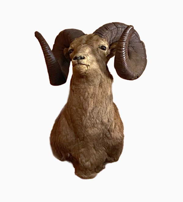 Bighorn Sheep *Big Game Record North America* #184